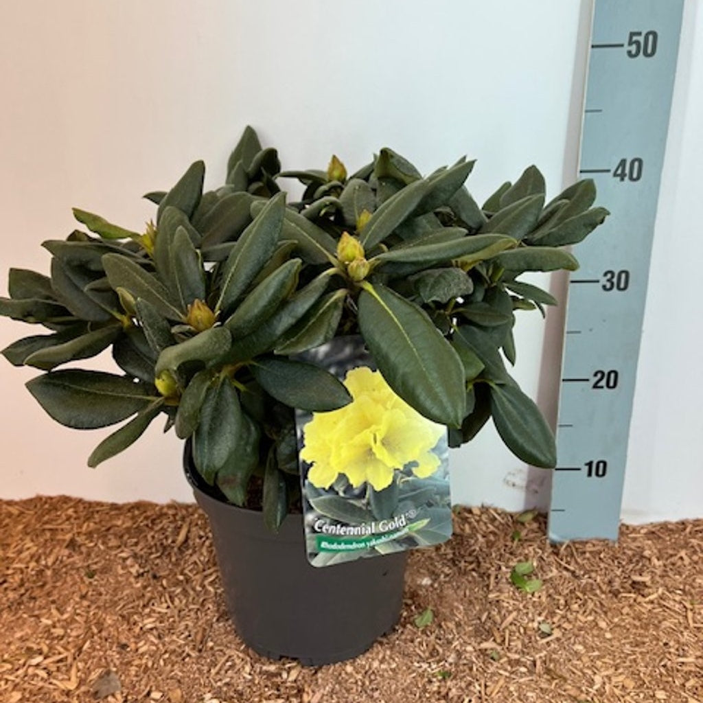 Rhododendron – Rhododendron (Y); 'Centennial Gold' - C5 25-30 CM